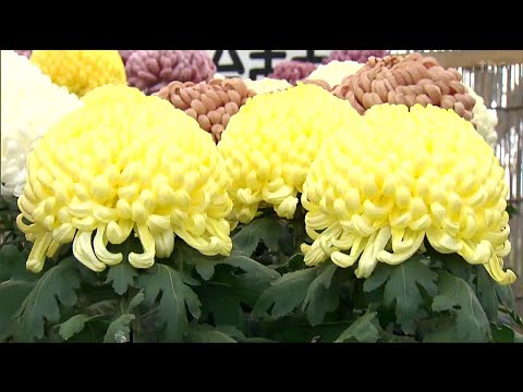 チェルシーフラワーショー2018で描かれた庭園のエコロジーコンセプト：埋め込み型屋外照明  庭園