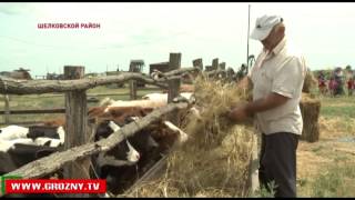 В Шелковском районе успешно развивается животноводство