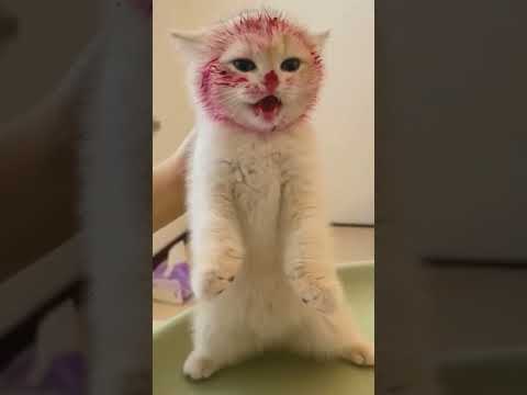 meow 💕 😺Cats That Heal Your Depression #anirudh #jailer #rajinikanth