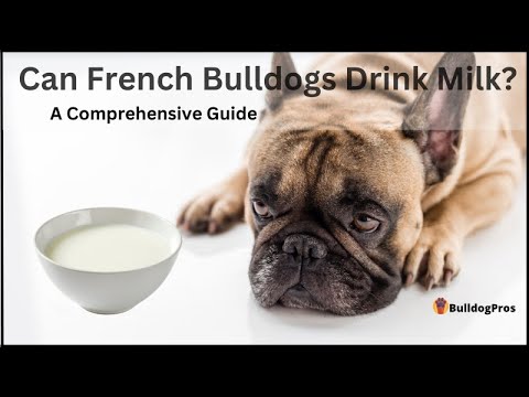 Can French Bulldogs Drink Milk? – A Comprehensive Guide