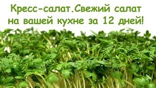 Как просто вырастить кресс-салат на подоконнике - Видео онлайн