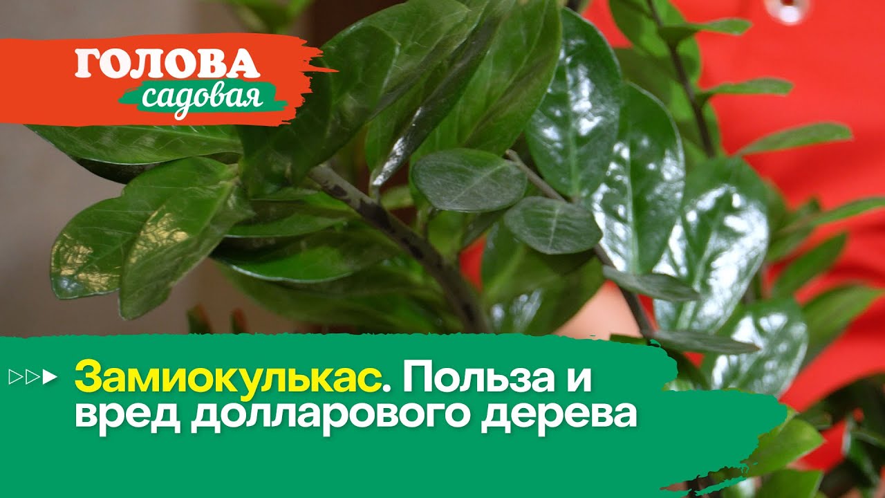 Голова садовая - Замиокулькас. Польза и вред долларового дерева