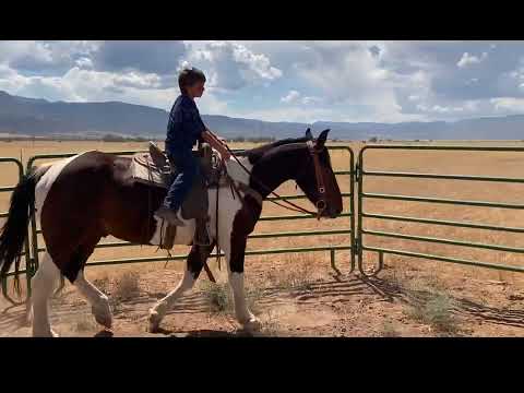 Spanky • 2017 Green Mountain WY Mustang