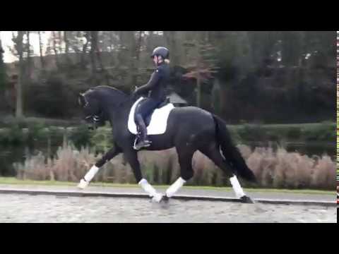 Hengstenstation van Uytert  Fürst Dior en Eva Möller