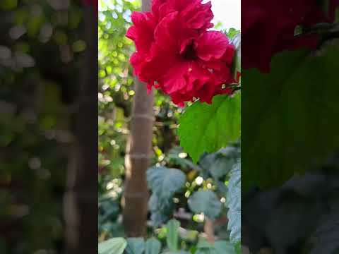 Joba ful #joba ful#hibiscus