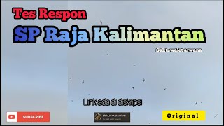 Download lagu Suara panggil walet Sp Raja Kalimantan original mp3 Download lagu Suara panggil walet Sp Raja Kalimantan original mp3