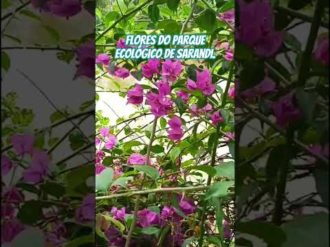 Flores do parque ecológico de Sarandi.