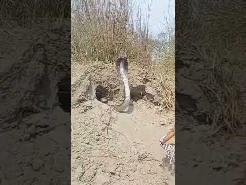snakes rescues animals video #naag #snakes #catching #jogi #jogi #king