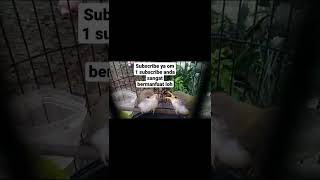 Download lagu suara Anakan prenjak lumut cocok untuk pikat mp3