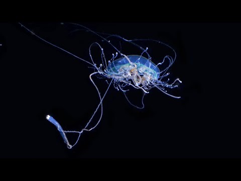 What Do Jellyfish Eat? - Types of Jellyfish and Their Diet
