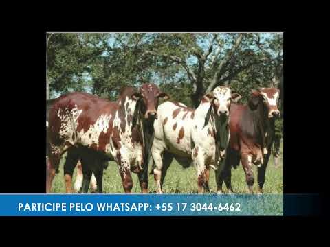 Programa: Caminho da Roça - 13/05/26 - Parte 1 - Apresentação: Paulinho