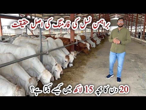 How to Start Brahman Cow Farming | Brahman Cattle Breeding Business Guide
