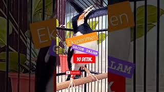 Download lagu [asmr] Jalak Suren Gacor Lawan  Jalak Suren Macet, Jalak Suren Muda Agar Cepat Gacor #shorts #asmr mp3