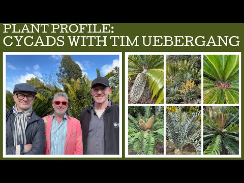 Plant profile: Cycads with Tim Uebergang, Curator of the Cycads at the Botanic Gardens Melbourne!