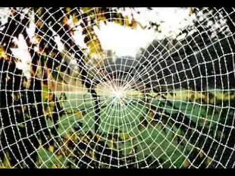 CECA & ERA OJDANIĆ-mali pauk