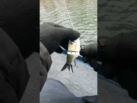 SPRO KGB Lil guy 120 #fishing #glidebait