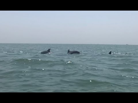 RARE DOLPHIN SIGHTING as Cox’s Bazar locks down under COVID-19 Coronavirus!!! |কক্সবাজারে ফিরল ডলফিন