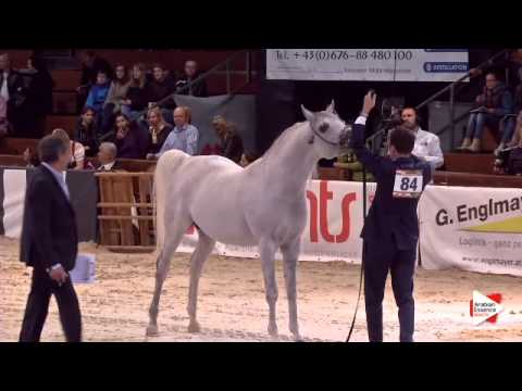 N.84 ECHO ADONIS - Wels 2015 - Stallions 7-10 years old (Class 13)