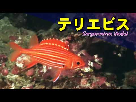 赤白の縞模様が美しいテリエビス