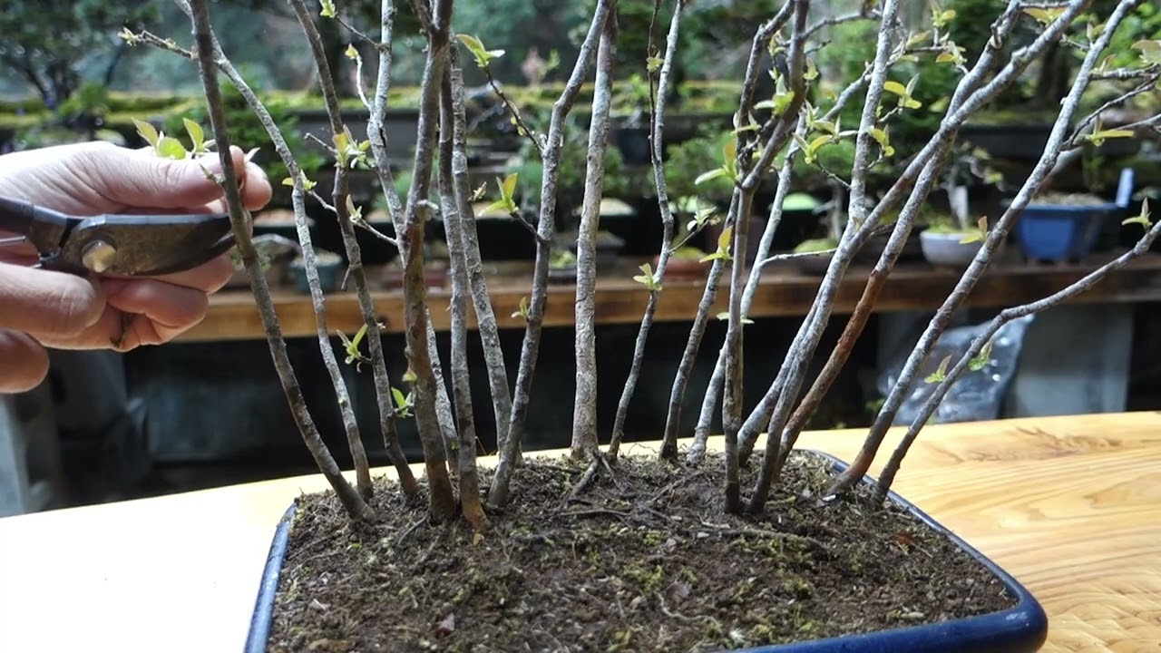 実生花梨（カリン）の寄せ植え【剪定】  ♯722