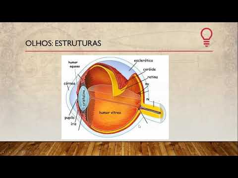 Sentidos: Visão - 6º Ano