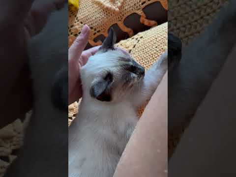 Vídeo de Ela não tem  nome ainda