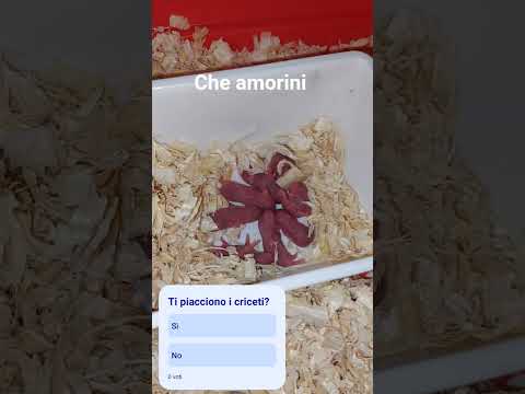 Vendita Criceti siberiani 