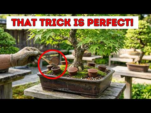 SINCE I LEARNED THIS TRICK, MY BONSAI HAS GROWN 100 TIMES STRONGER  BONSAI CARE