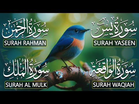 Beautiful Surah Yaseen (Yasin) | Surah Rahman | Surah Waqiah | Surah Mulk