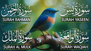 Download lagu Beautiful Surah Yaseen (Yasin) | Surah Rahman | Surah Waqiah | Surah Mulk mp3 Download lagu Beautiful Surah Yaseen (Yasin) | Surah Rahman | Surah Waqiah | Surah Mulk mp3