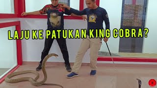 Download lagu PERBEZAAN / PERSAMAAN ULAR TEDUNG SELAR DAN ULAR SENDUK mp3