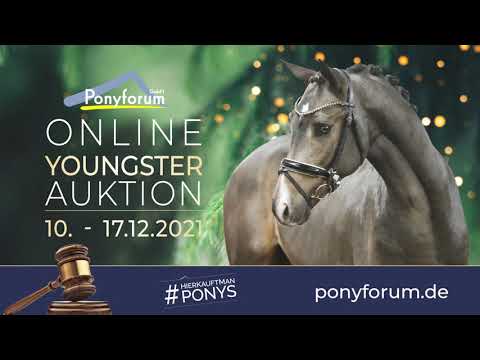 DRESSCODE NUMBER ONE 2j. Hengst v. Reitlands Du oder Keiner B / Dakar