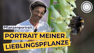 YELLOW FOXGLOBE - MOST POPULAR BUMBLEBEE PLANT why it's my BURKHARD'S FAVORITE PLANT 🫶🏼