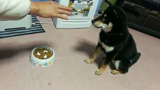 欲がないのか、欲張りなのか？㊗️🐕 ͗ ͗🖤#暴れ祝は親分気分