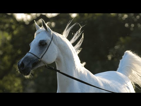 ⚜️ EUZONA ⚜️⁣ (Om El Bellissimo x Euzetia)⁣, 2022 PRIDE OF POLAND