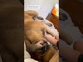 When The Belly Rubs Are Just TOO Good... #dog #dogs #cutedog #funnydogs #shorts