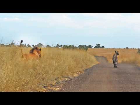 Hyena Merely Walking Down the Road Walks Right Into Male Lions