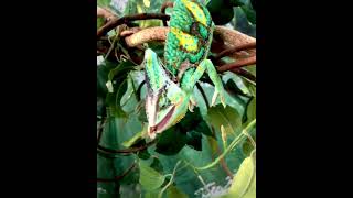 Chameleon that turns upside down and preys on it