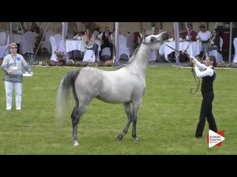 N.43 ARTIC EL JASMINA - Ströhen 2016 C-Show - Mares 4-6 years old (Class 9)