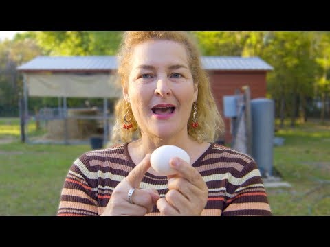 How do chicken eggs get fertilized? *More Than You Ever Wanted To Know*