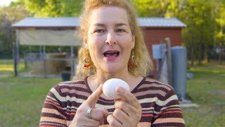 How do chicken eggs get fertilized? *More Than You Ever Wanted To Know*