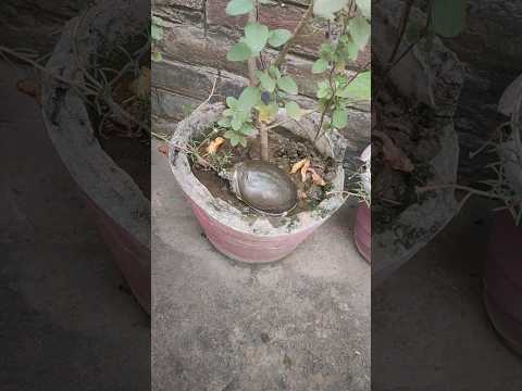 (You should know) #animals #turtle #kachua #shoes