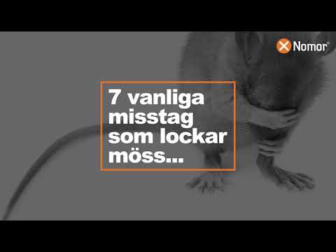 7 vanliga misstag som lockar möss och råttor