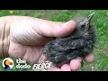 Baby Starling Chooses His Rescuer As His Dad | The Dodo Little But Fierce
