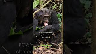 #chimps #chimpanzee #hunting #chimpanzeehunting #eating #brutalnature #youtubeshorts #youtube
