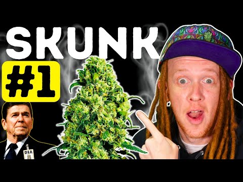 How Skunk #1 Changed Cannabis Forever
