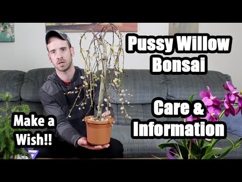 Caring for the Pussy Willow Bonsai (Salix caprea pendula)