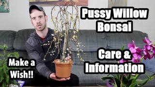 Caring for the Pussy Willow Bonsai (Salix caprea pendula)