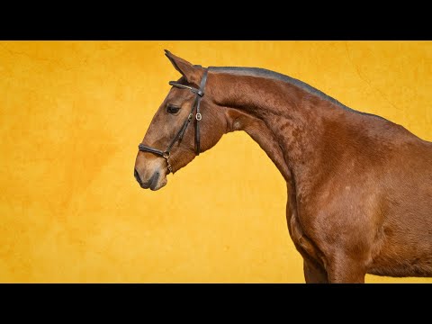 Horse for Sale |  Quality & Value: Piro-Free Lusitano Mare with Top Bloodlines (REF#1008)