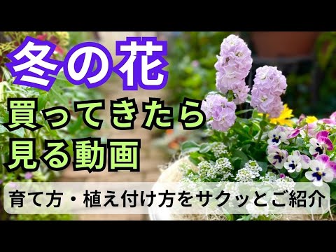 寒さに強い柑橘類をご存知ですか?知っておきたい丈夫な木ベスト3! 庭園